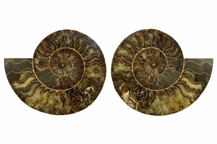 Cut & Polished, Agatized Ammonite Fossil - Madagascar #317506